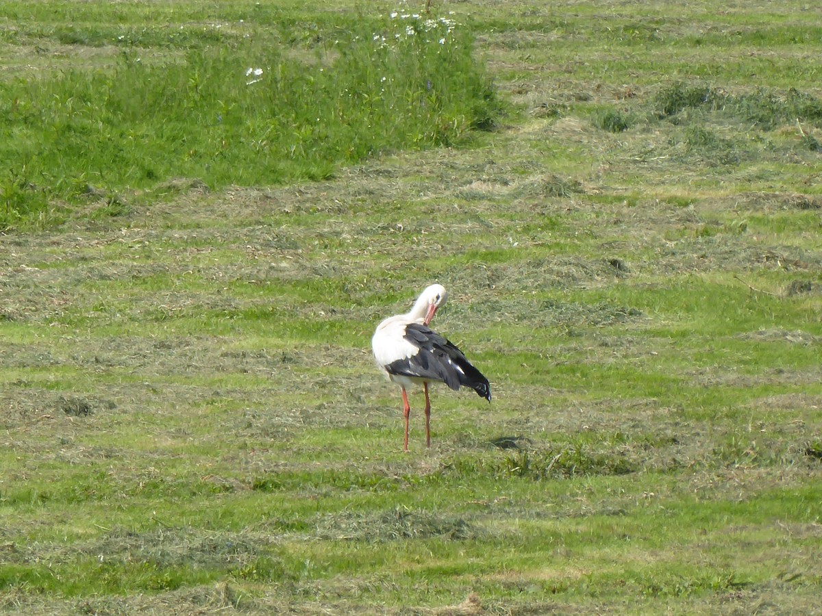 White Stork - ML620916827
