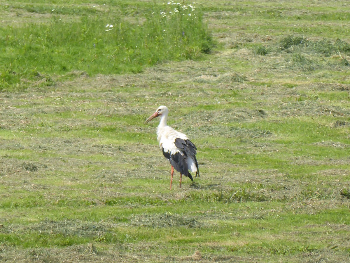 White Stork - ML620916828