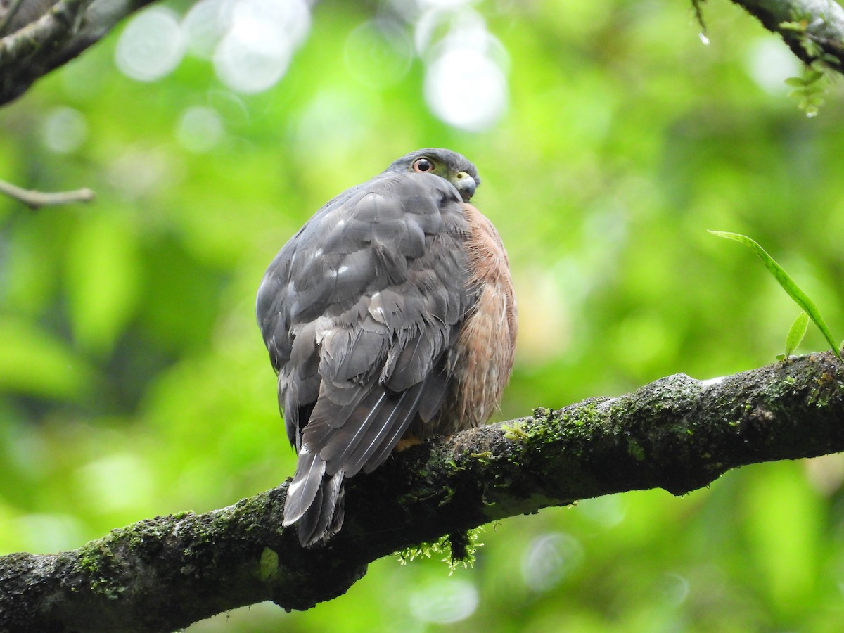 Double-toothed Kite - ML620916846