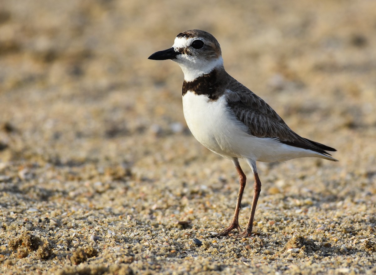 Wilson's Plover - ML620916868