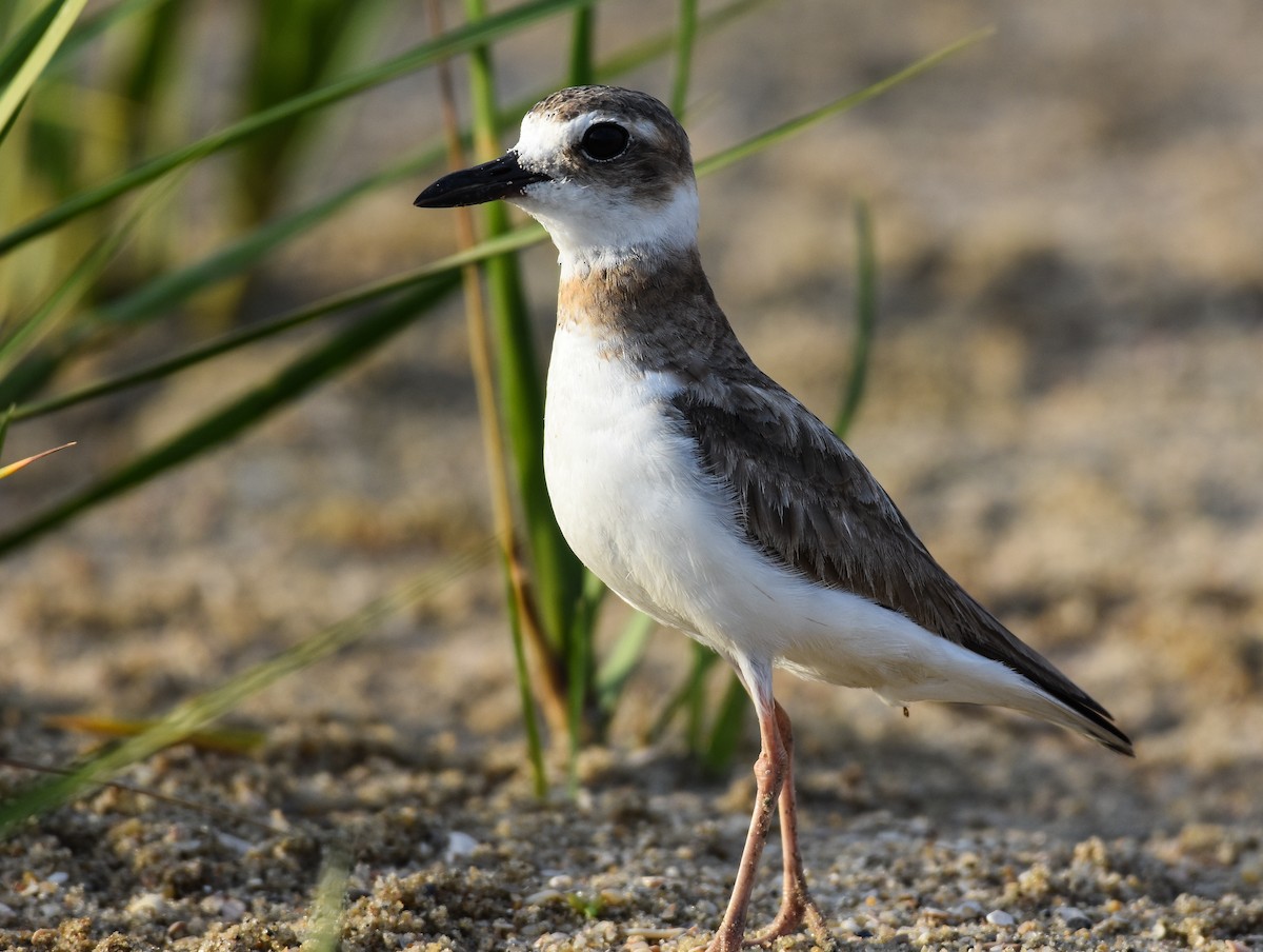 Wilson's Plover - ML620916869