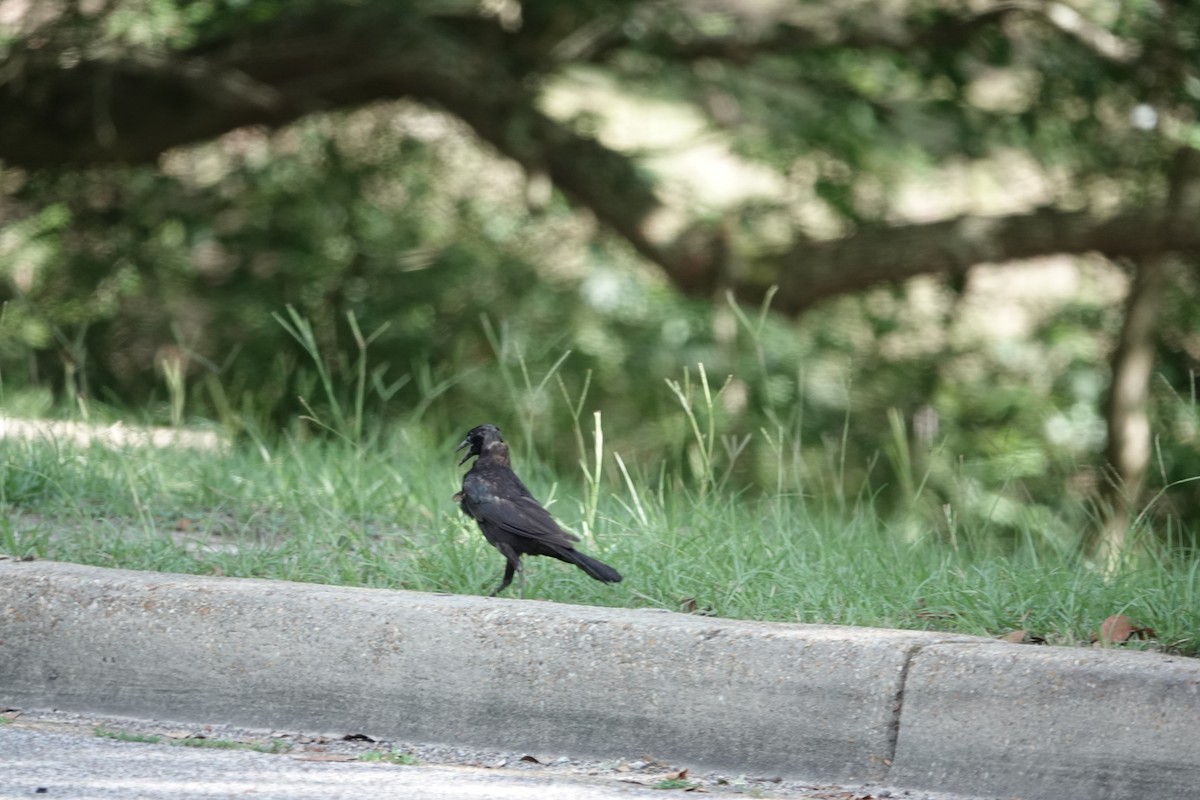 Boat-tailed Grackle - ML620916870