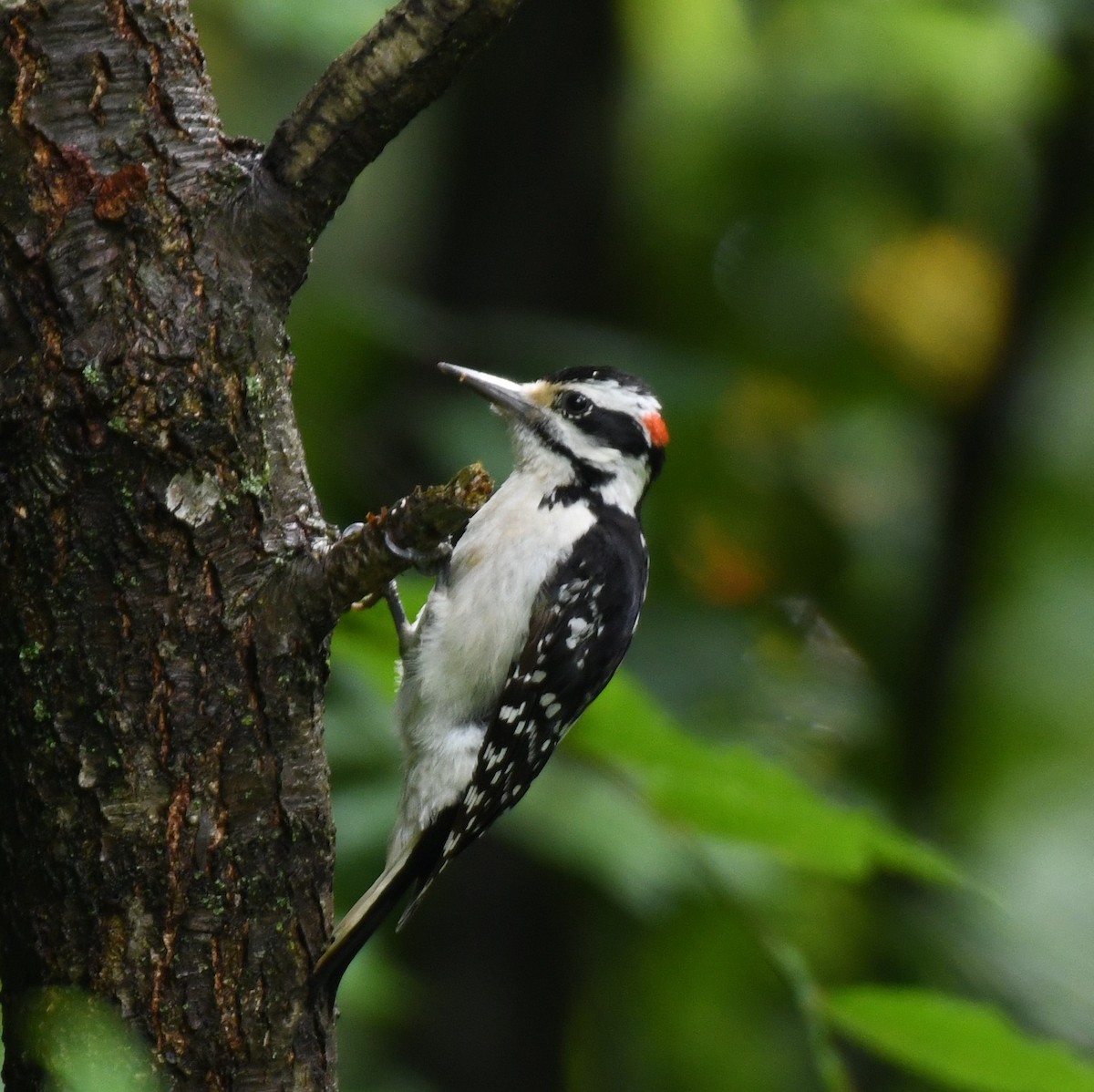 Hairy Woodpecker - Carolyn Holland