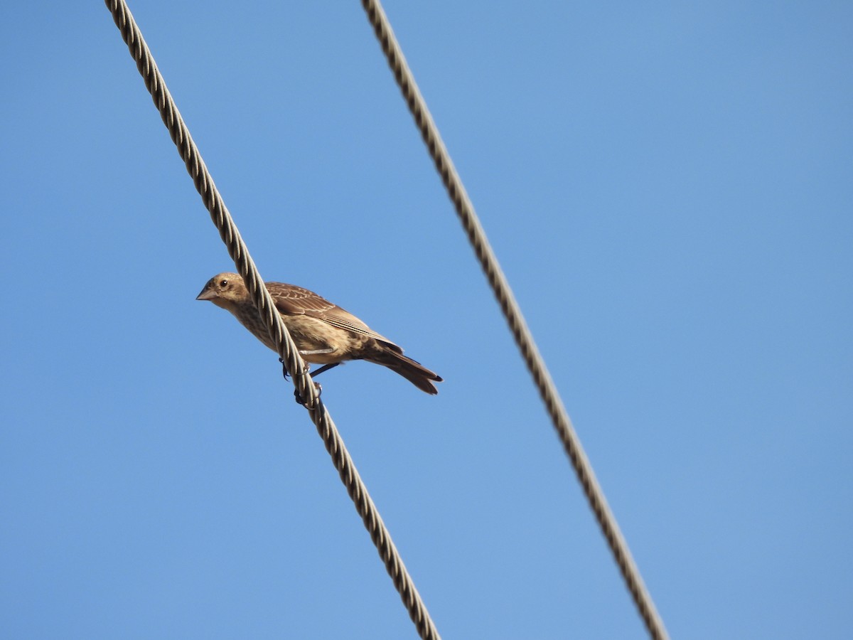 Brown-headed Cowbird - ML620916928