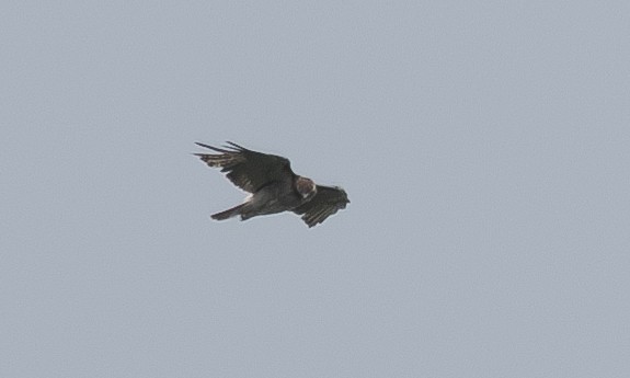 Red-tailed Hawk (borealis) - ML620916961
