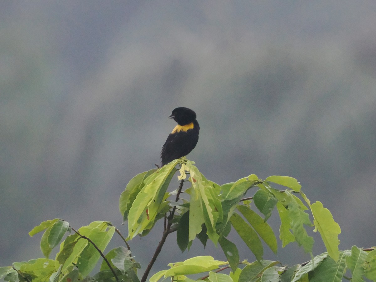 Yellow-mantled Widowbird - ML620916989