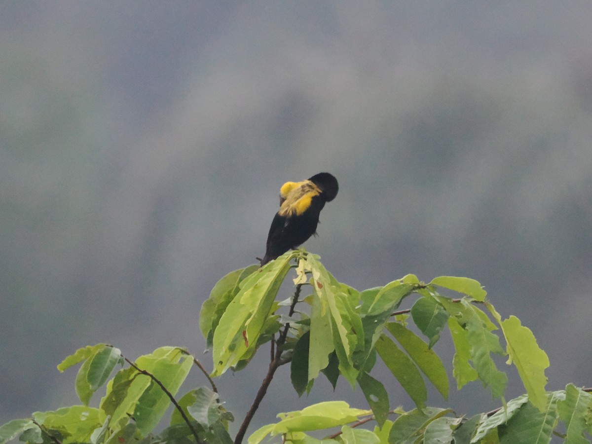 Yellow-mantled Widowbird - ML620916990