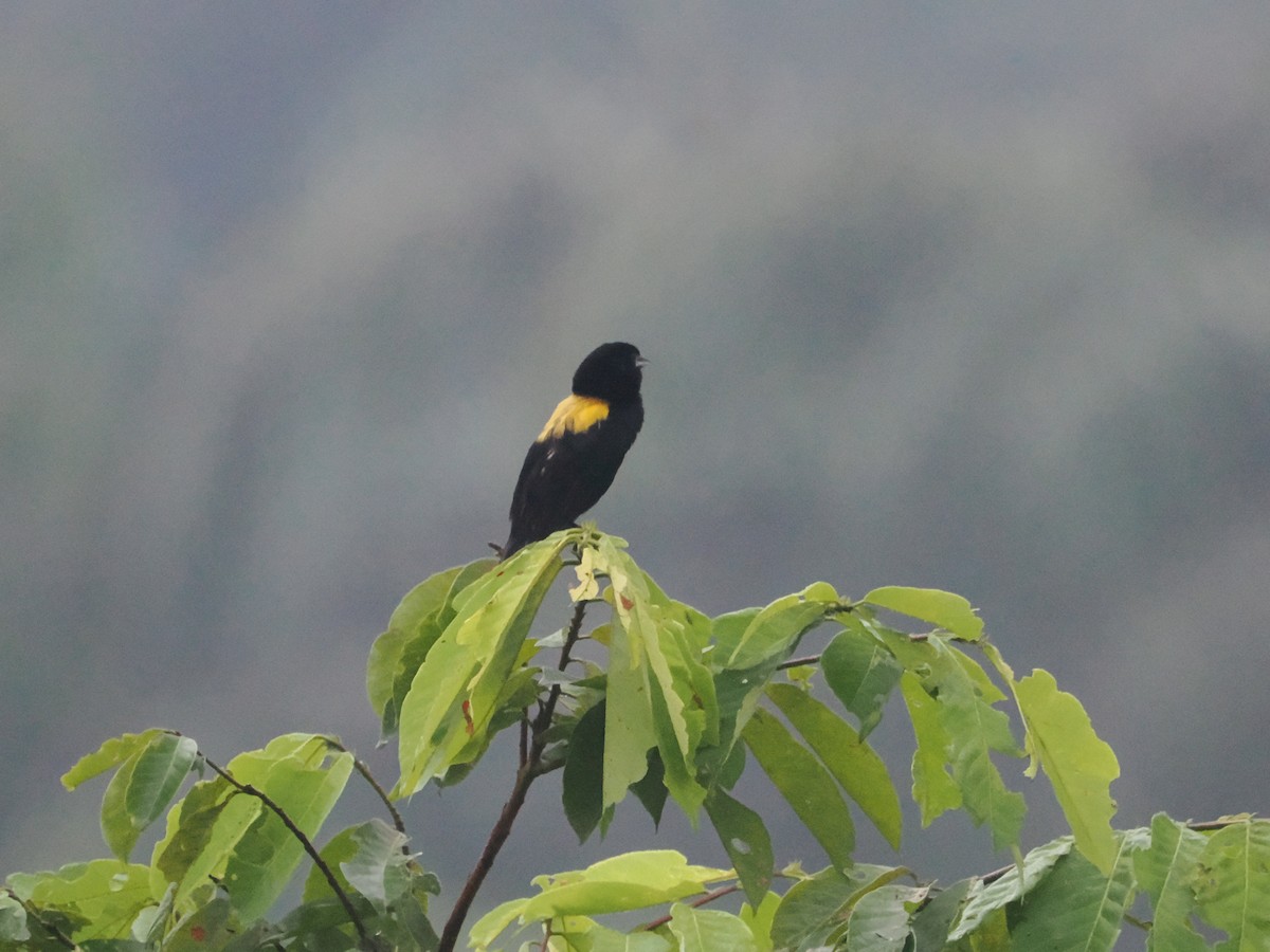Yellow-mantled Widowbird - ML620916991