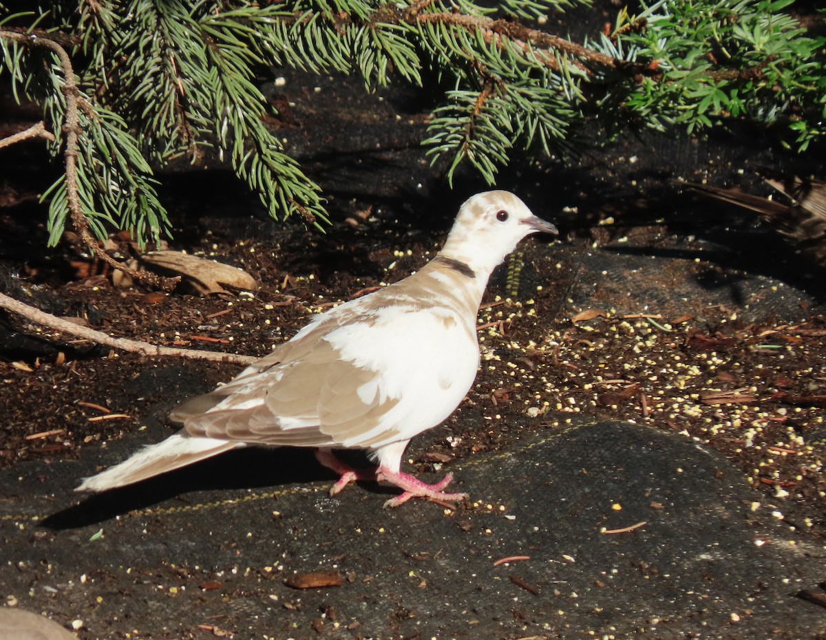 pigeon/dove sp. - ML620917000