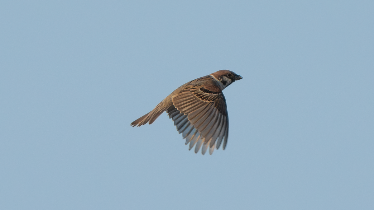 Eurasian Tree Sparrow - ML620917005