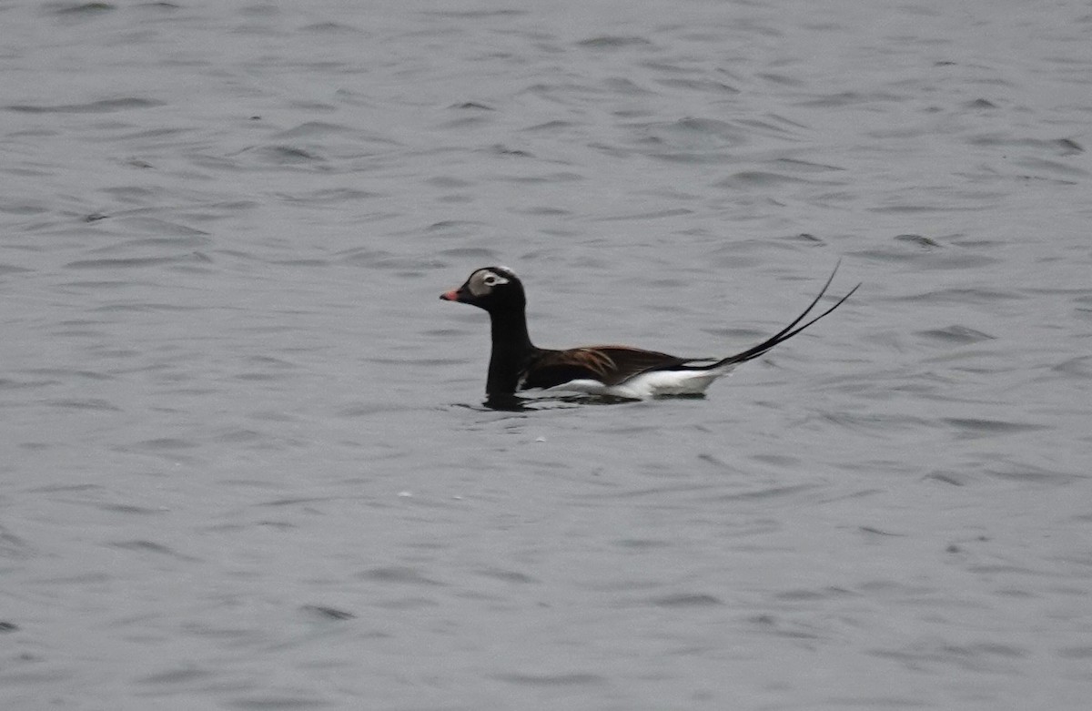 Long-tailed Duck - ML620917008