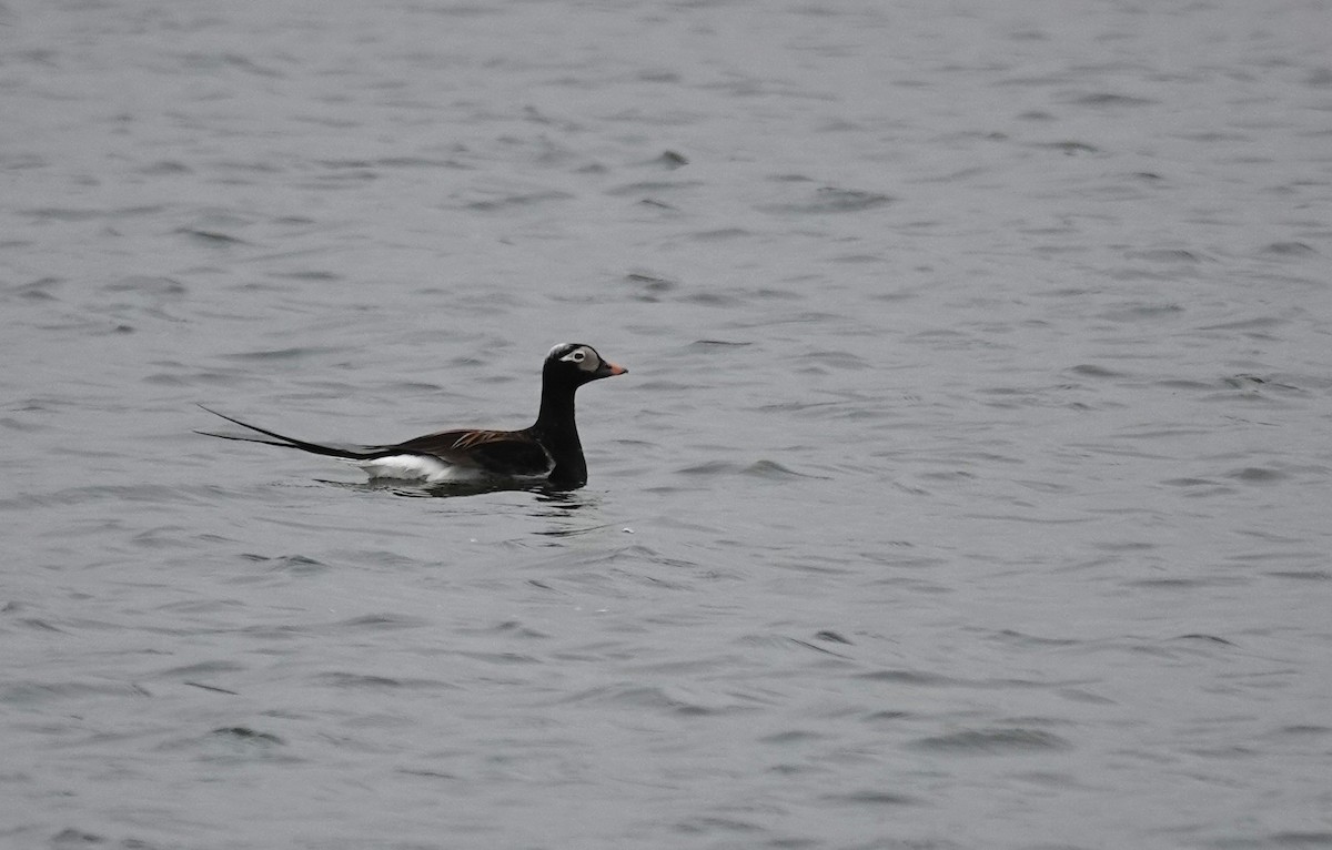 Long-tailed Duck - ML620917012