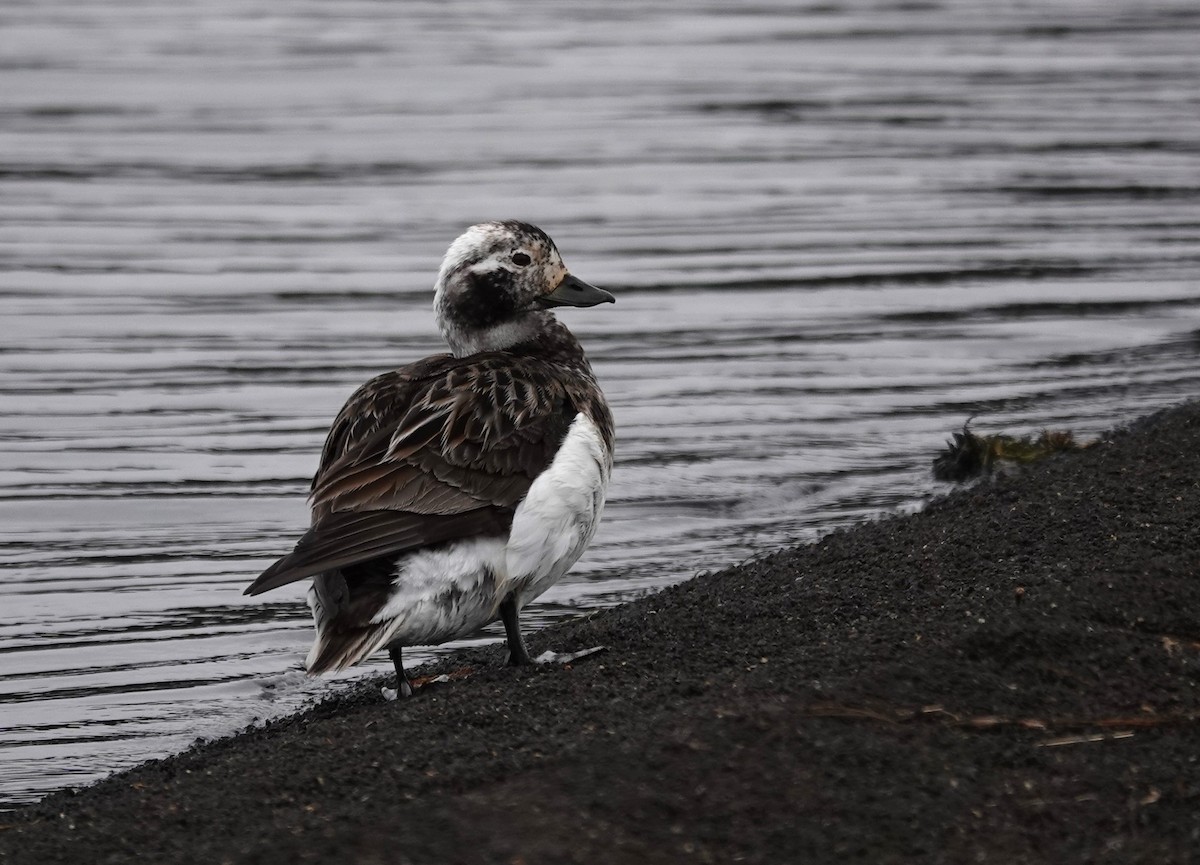 Long-tailed Duck - ML620917014