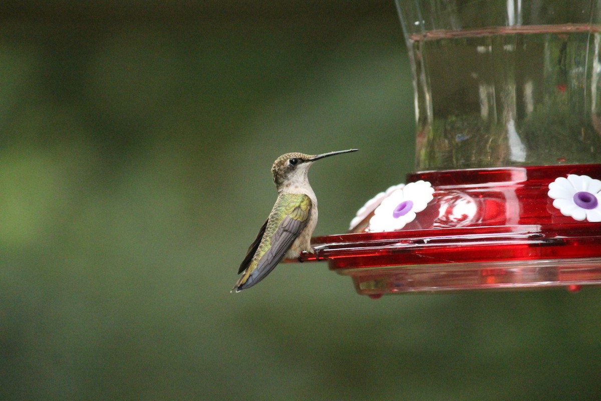 Ruby-throated Hummingbird - ML620917055