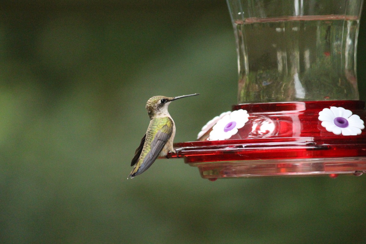 Ruby-throated Hummingbird - ML620917056