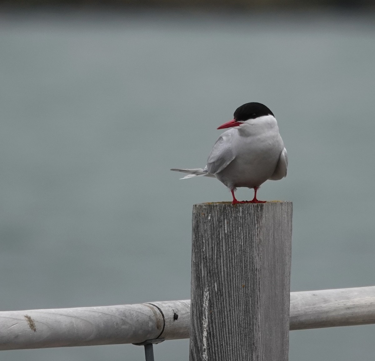 Arctic Tern - Diane Stinson
