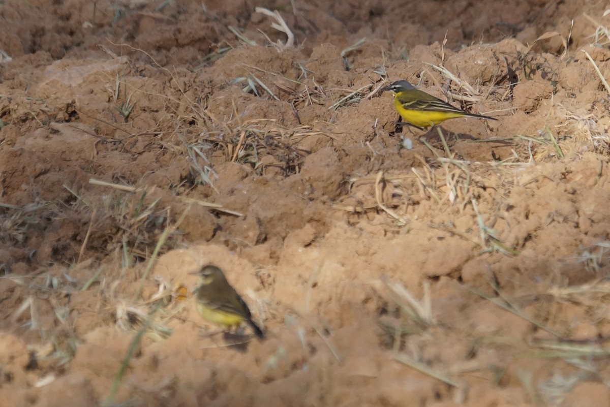 Western Yellow Wagtail - Mike Pennington
