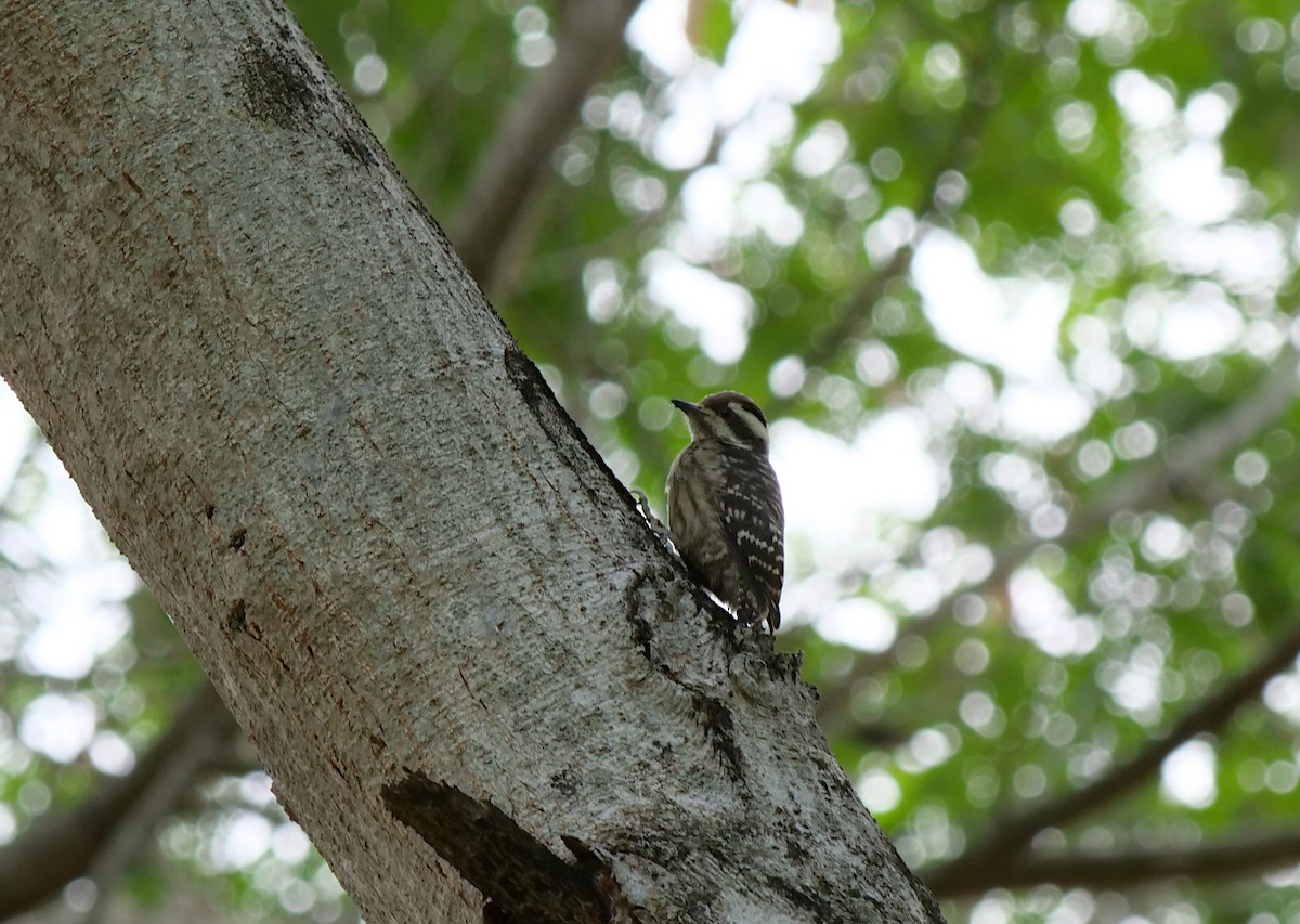 Sunda Pygmy Woodpecker - ML620917071