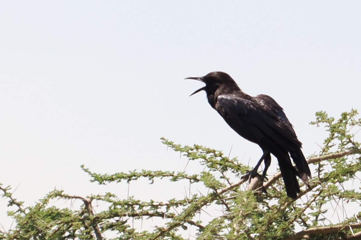 Cape Crow - Alexandre Vinot