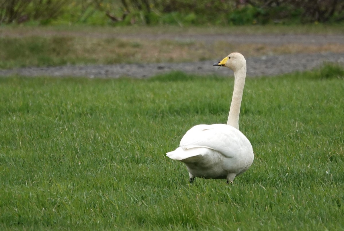 Whooper Swan - ML620917081