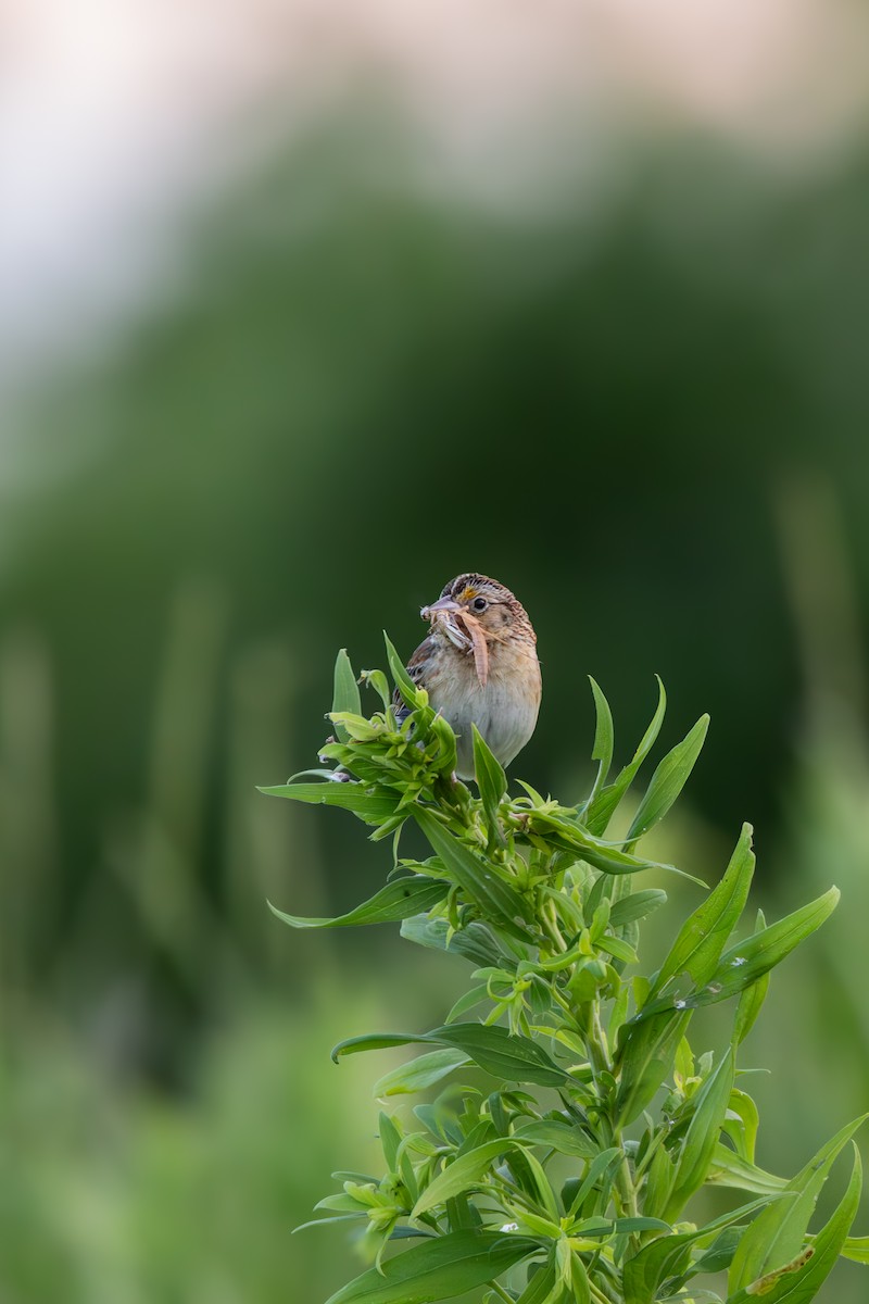 Grasshopper Sparrow - Emily Tallo