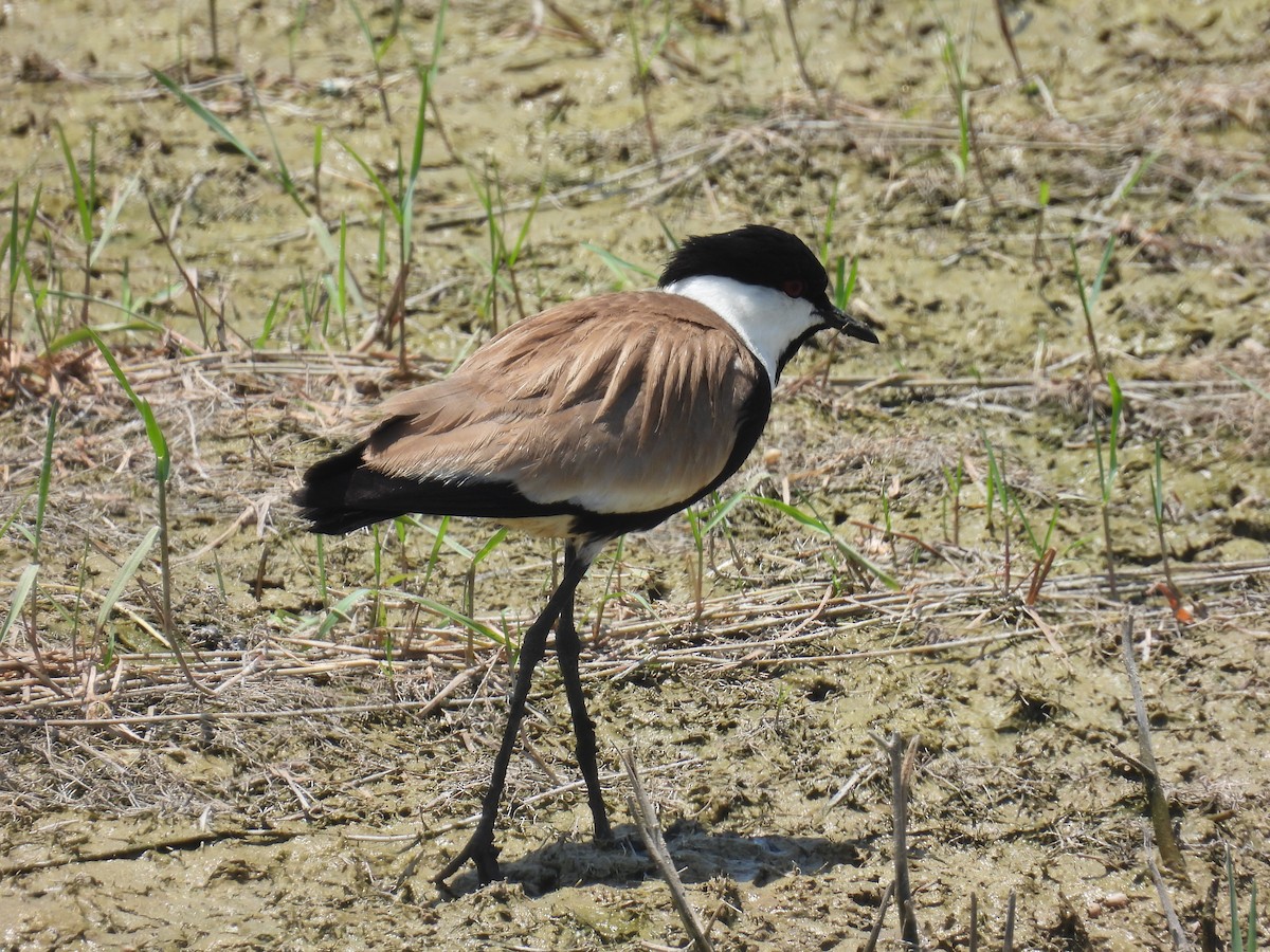 Spur-winged Lapwing - ML620917143