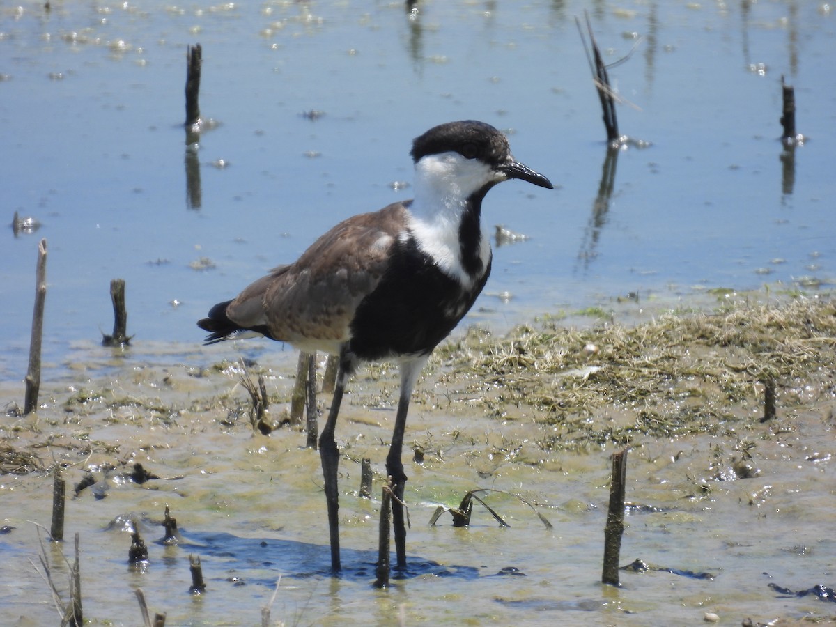 Spur-winged Lapwing - ML620917144