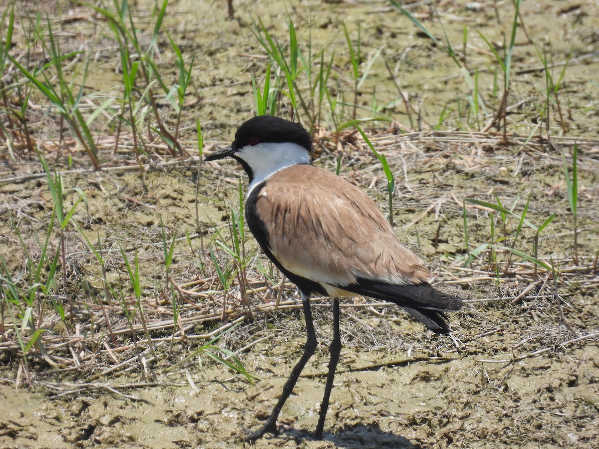 Spur-winged Lapwing - ML620917145
