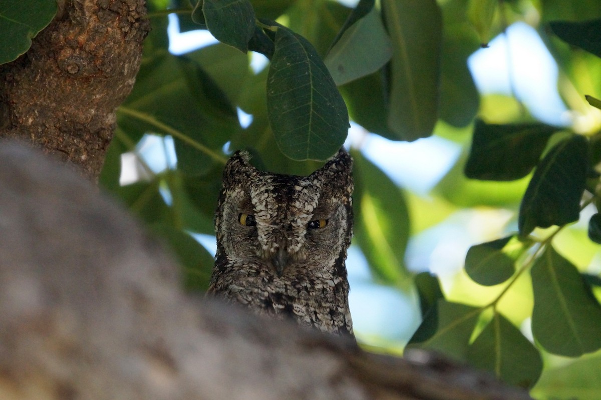 Cyprus Scops-Owl - ML620917150
