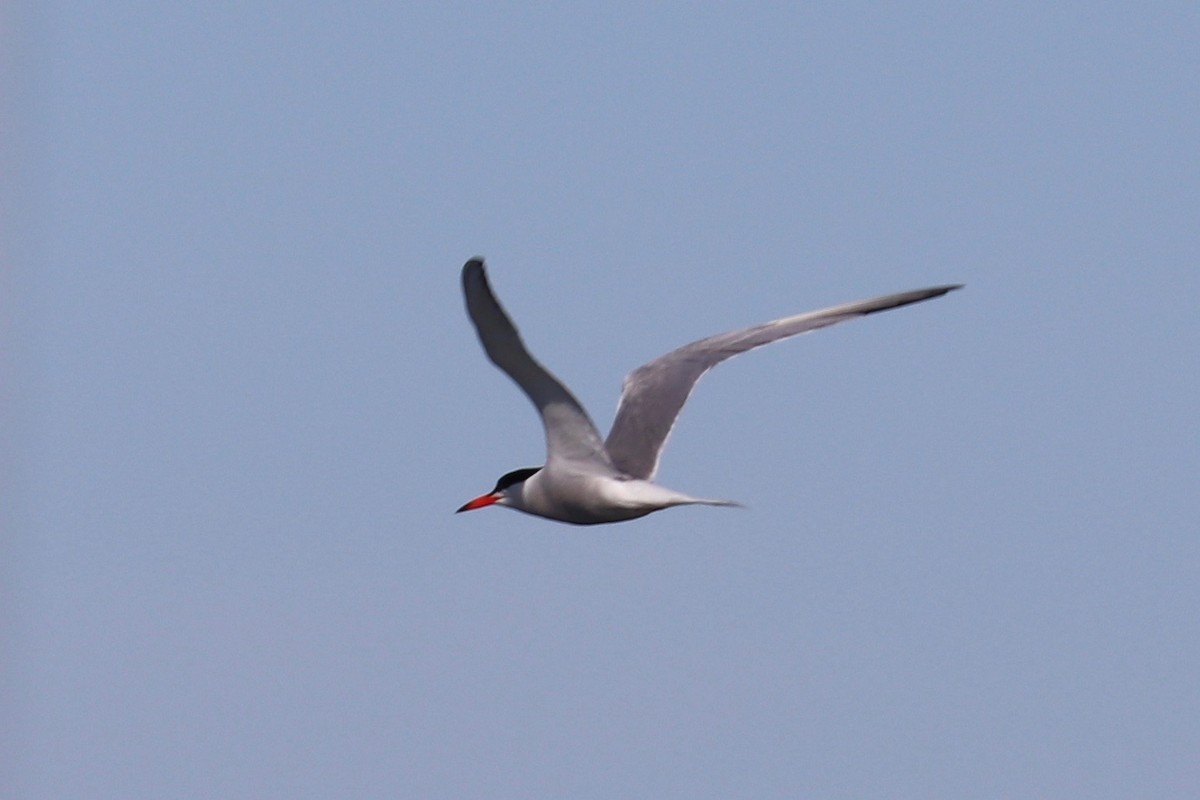 Common Tern - ML620917209