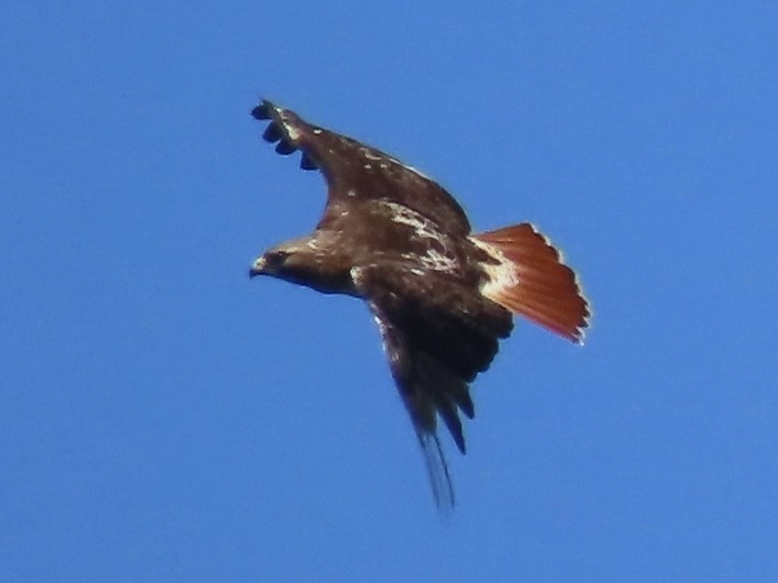 Red-tailed Hawk - ML620917234