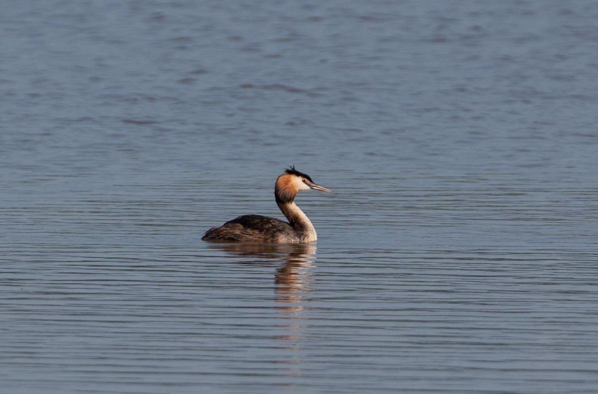 Great Crested Grebe - ML620917269
