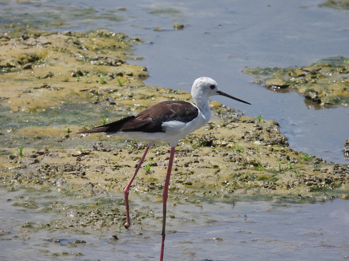 Black-winged Stilt - ML620917289