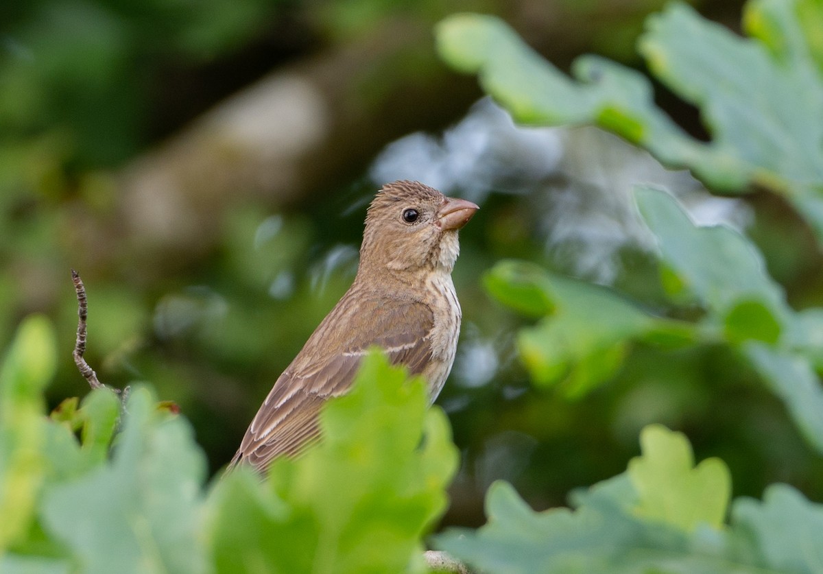 Common Rosefinch - ML620917324