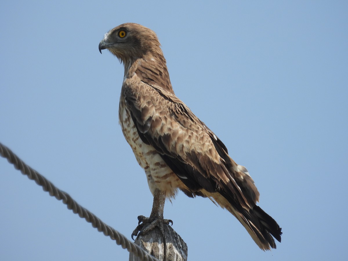 Short-toed Snake-Eagle - ML620917341