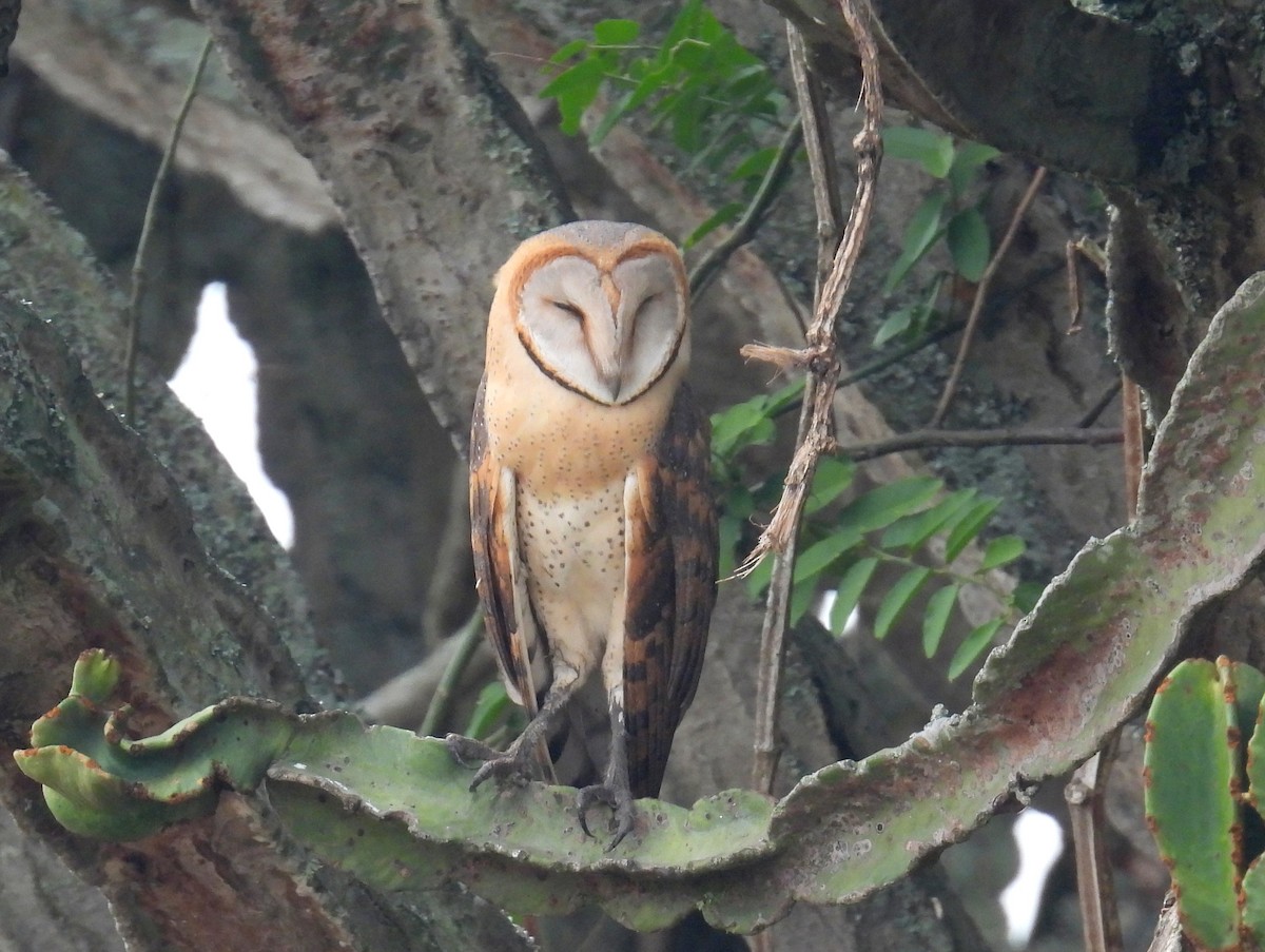 Peçeli Baykuş (poensis) - ML620917412