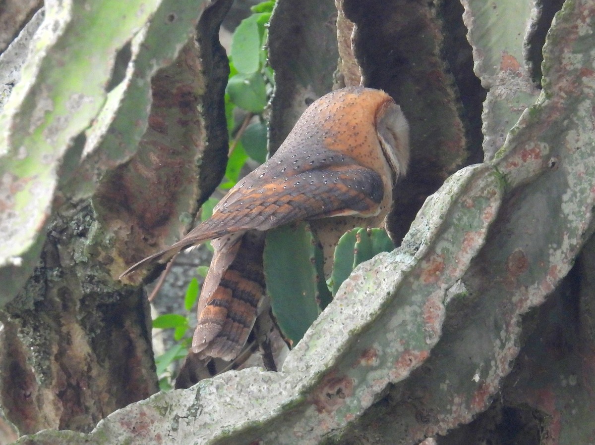 Western Barn Owl (African) - ML620917413