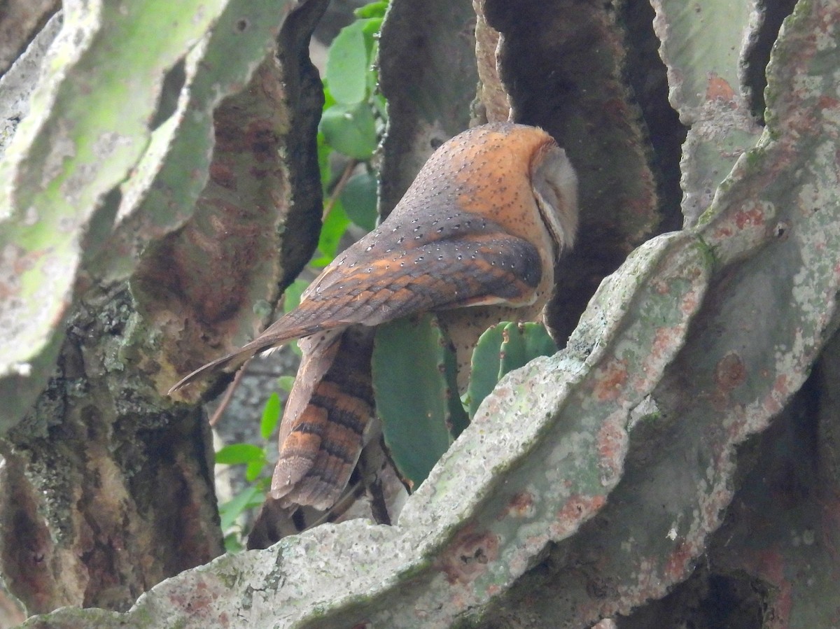 Barn Owl (African) - ML620917413