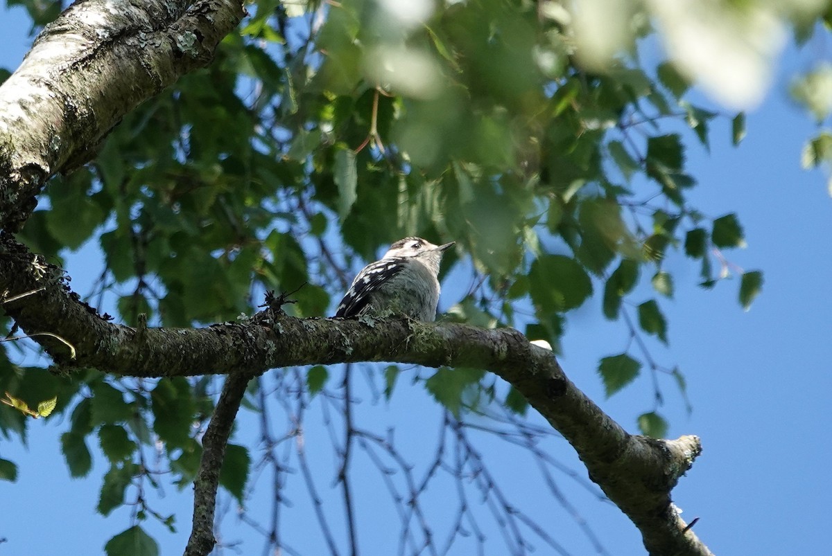 Lesser Spotted Woodpecker - ML620917513