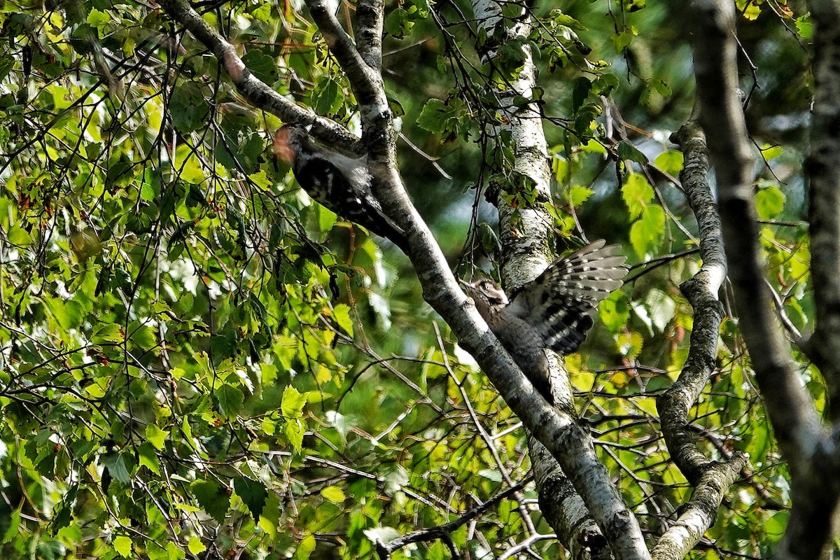 Lesser Spotted Woodpecker - ML620917515