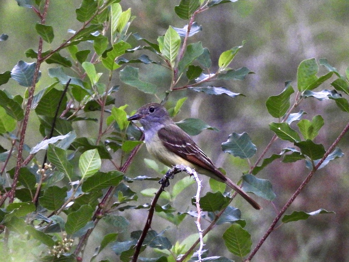 Great Crested Flycatcher - ML620917589