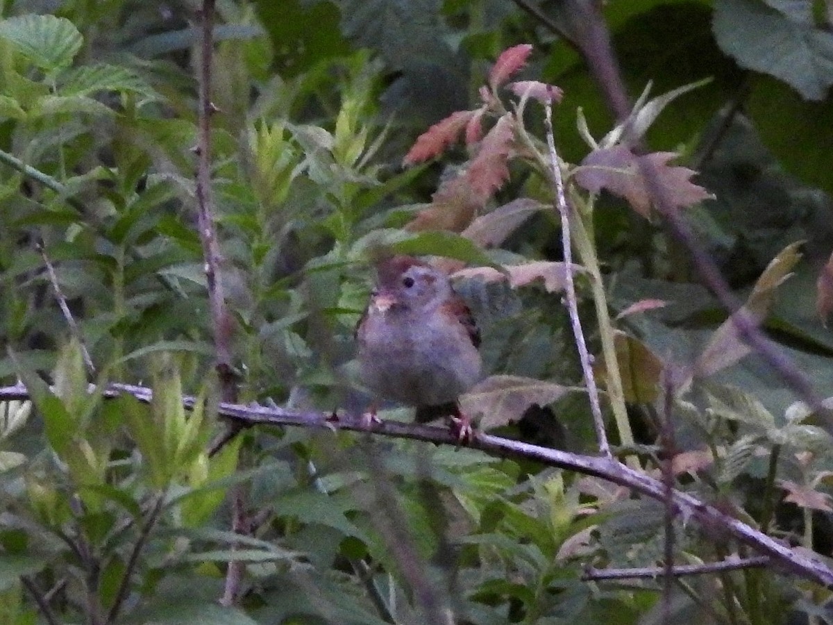 Field Sparrow - ML620917592