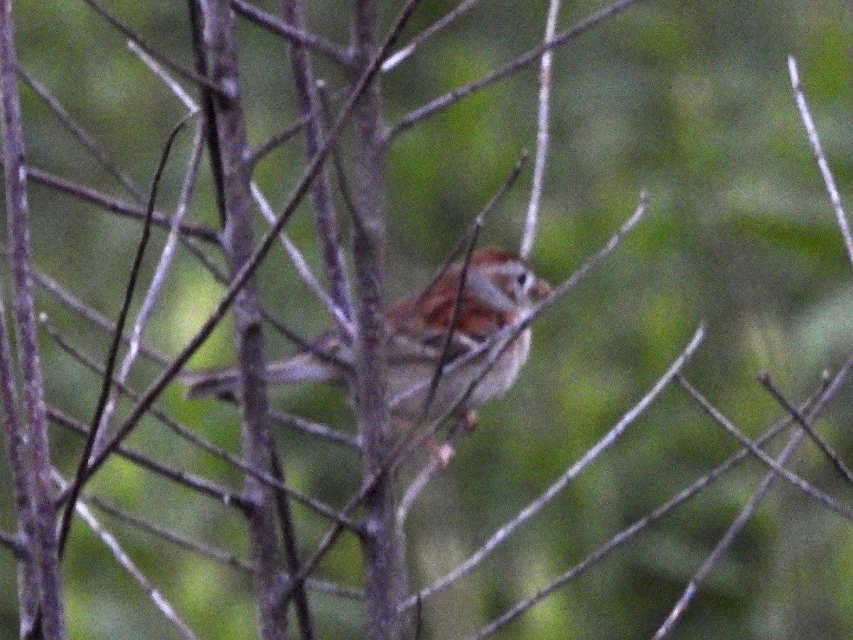 Field Sparrow - ML620917593
