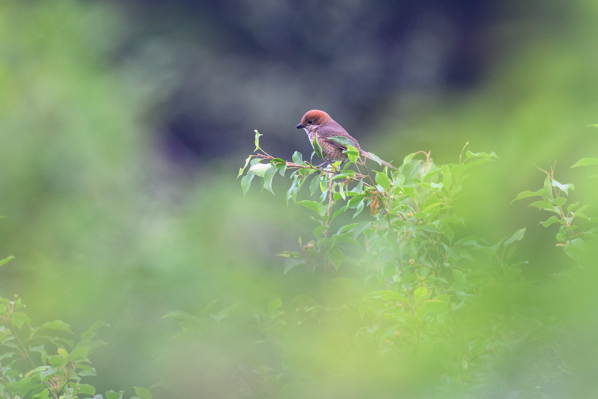 Bull-headed Shrike - ML620917655