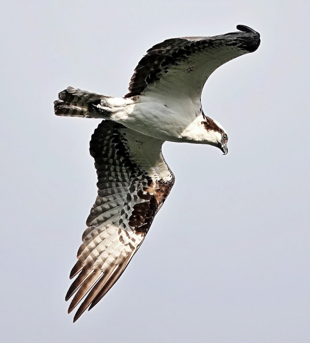 Águila Pescadora - ML620917664