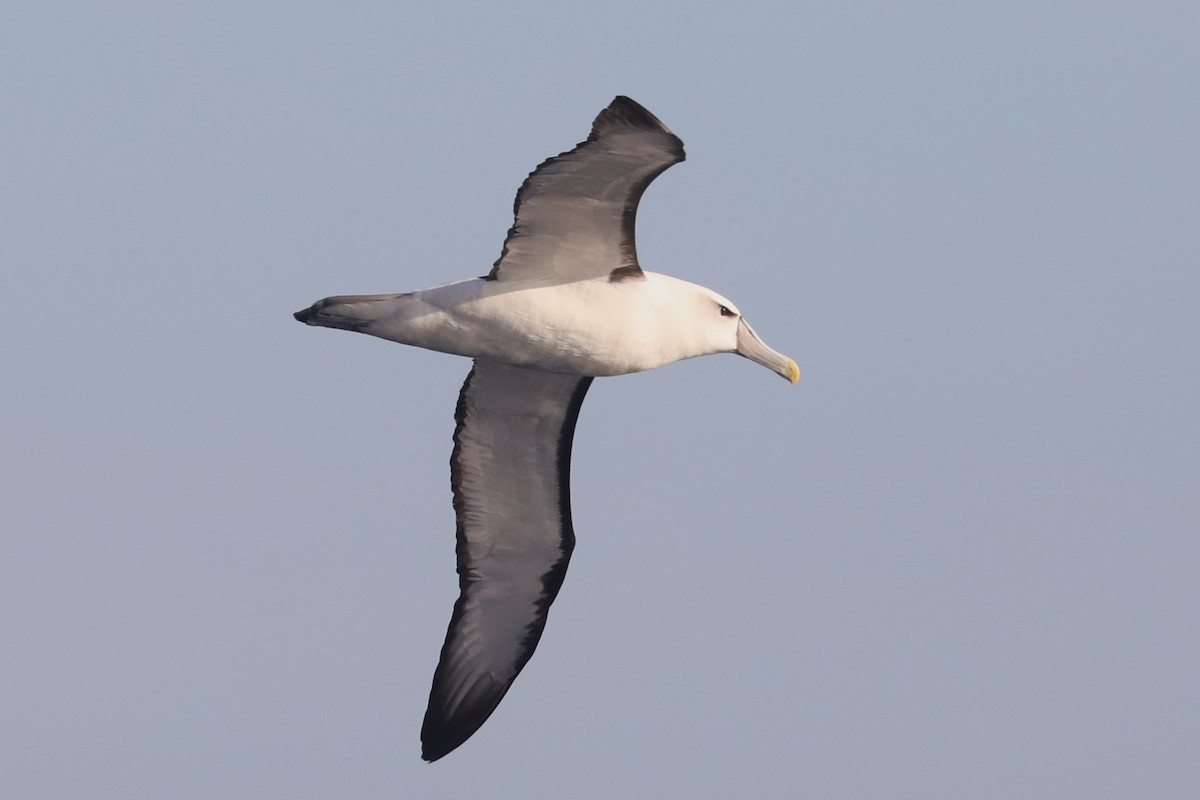 White-capped Albatross - ML620917681