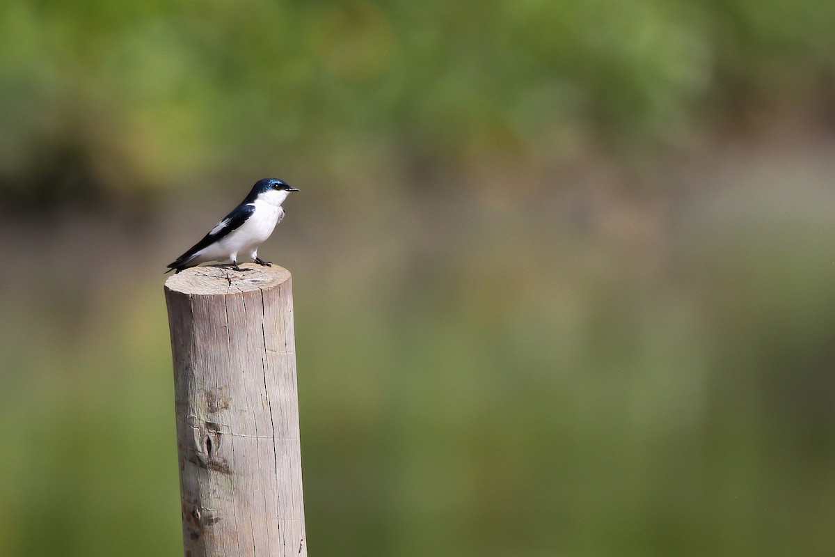 White-winged Swallow - Jared Howard