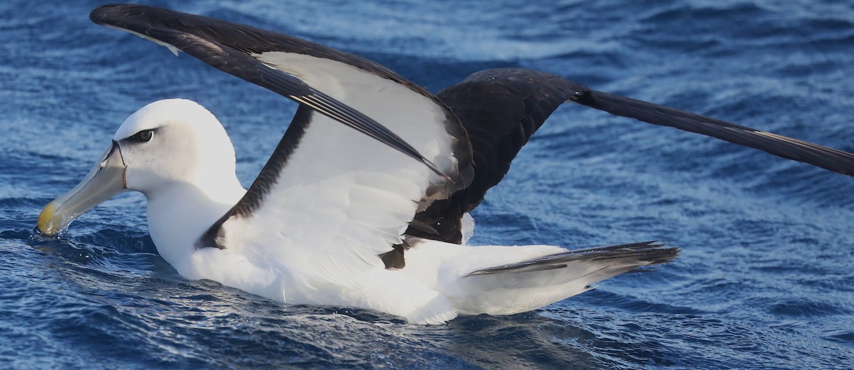 Albatros à cape blanche - ML620917693