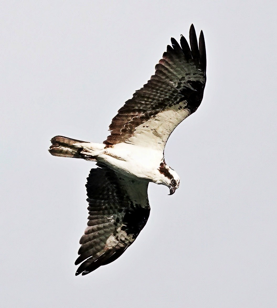 Águila Pescadora - ML620917694