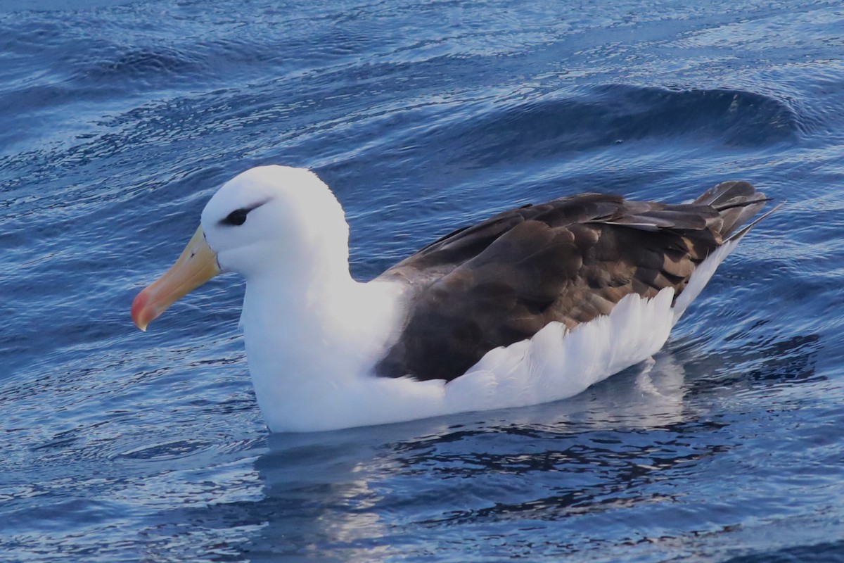 albatros černobrvý (ssp. melanophris) - ML620917701